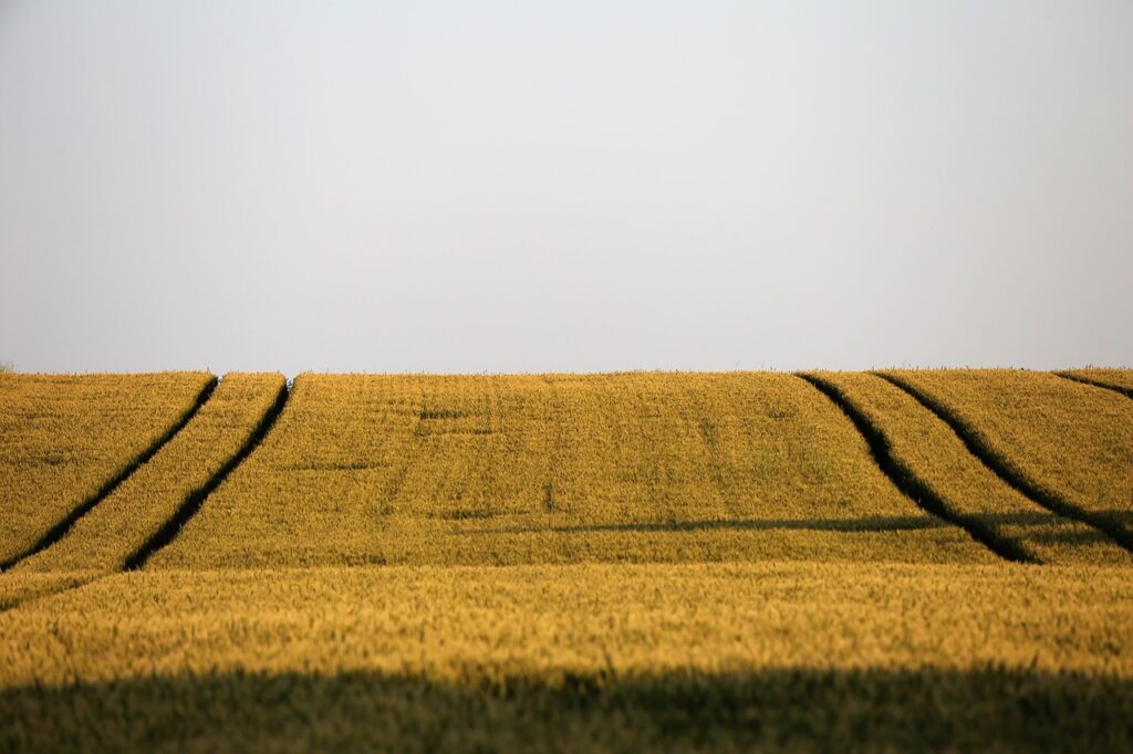 agriculture, wheat field, plant-4261639.jpg